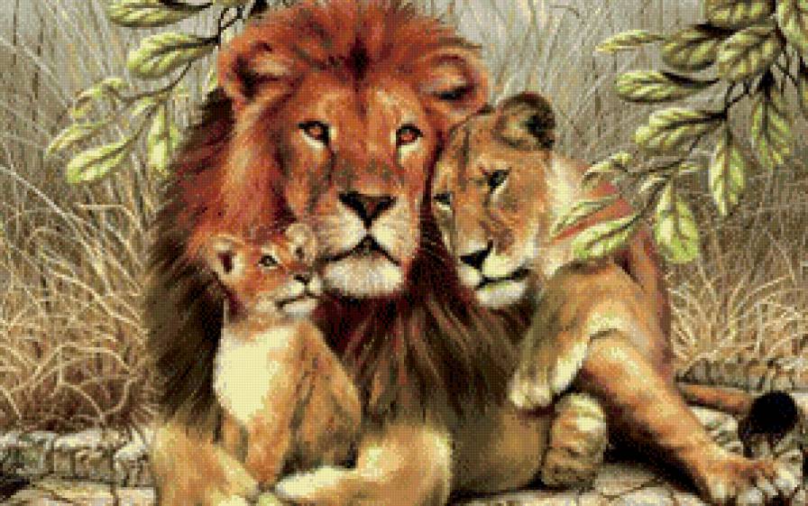семья львов - звери, животные, семья, львы, девушка - предпросмотр