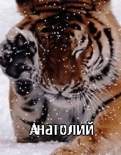 анатолий - имена - оригинал