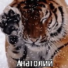 Схема вышивки «анатолий»