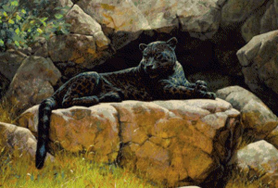 Пантера - дикие кошки, животные - предпросмотр