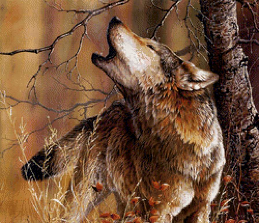 Волк - животные, волки - предпросмотр