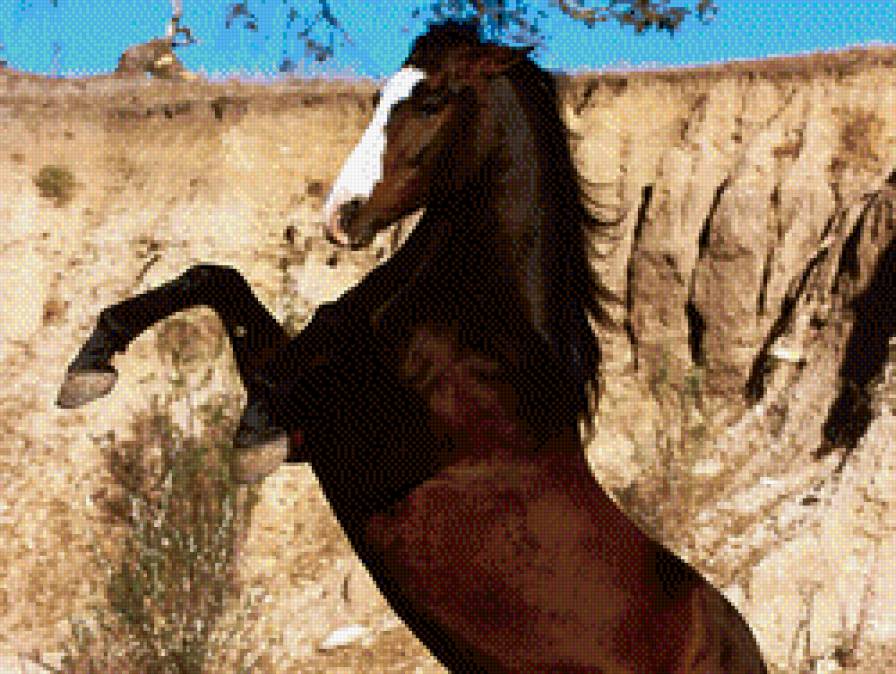 конь - конь - предпросмотр