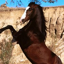 Схема вышивки «конь»