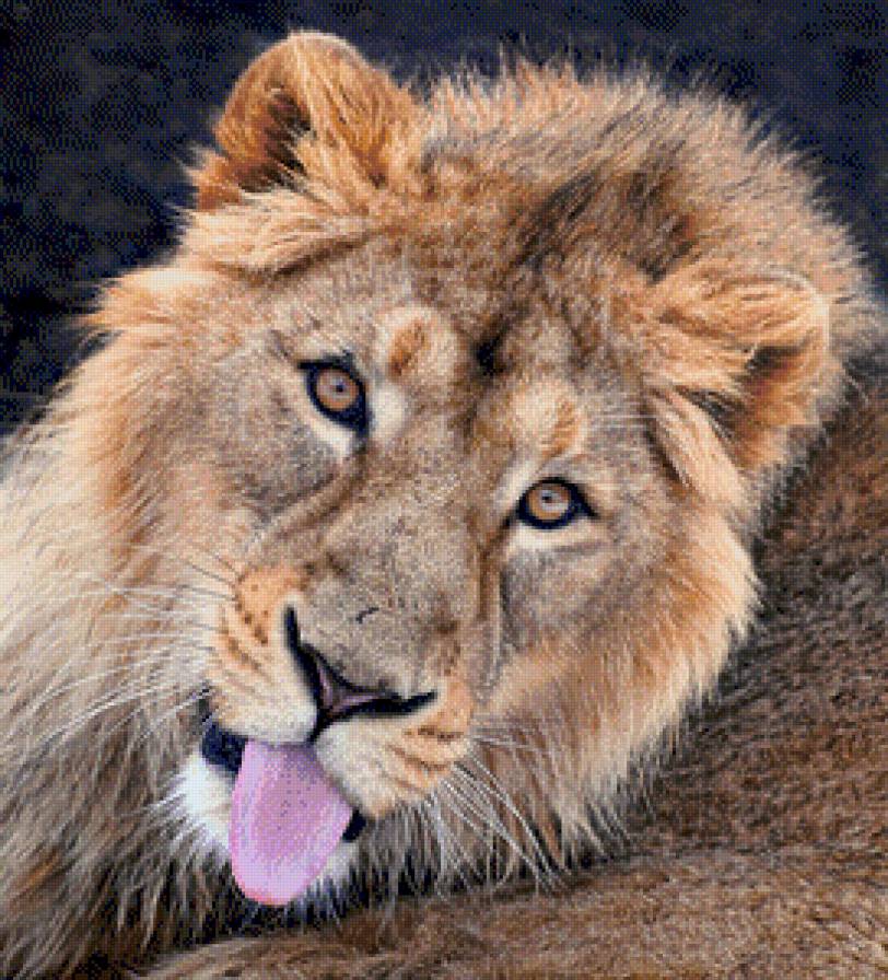 лев - животные - предпросмотр