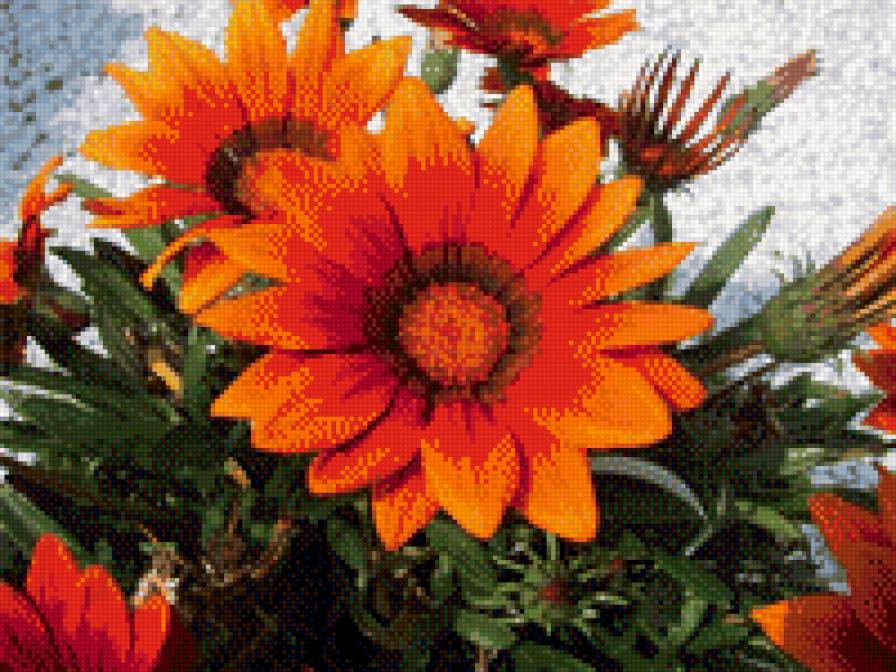 цветы - цветы - предпросмотр