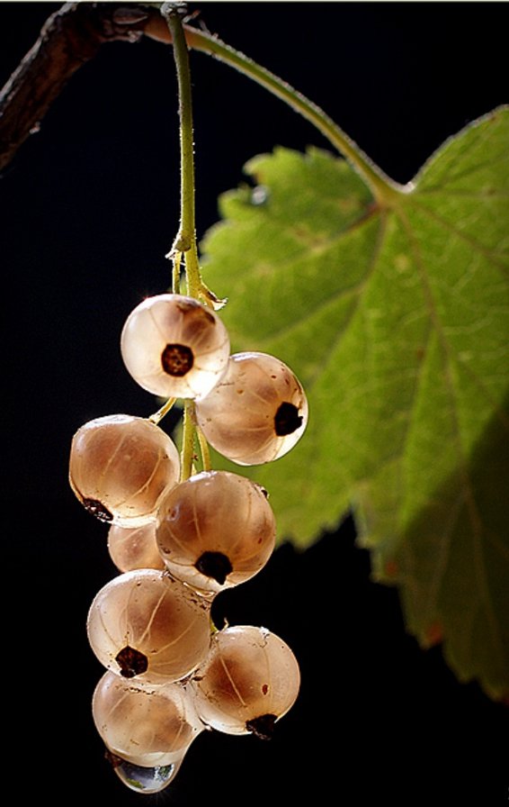 Смородинка. - растения, капля, смородина, ягоды - оригинал