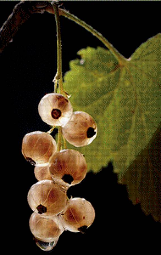 Смородинка. - ягоды, смородина, растения, капля - предпросмотр