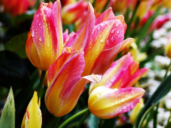 тюльпаны - цветы - оригинал