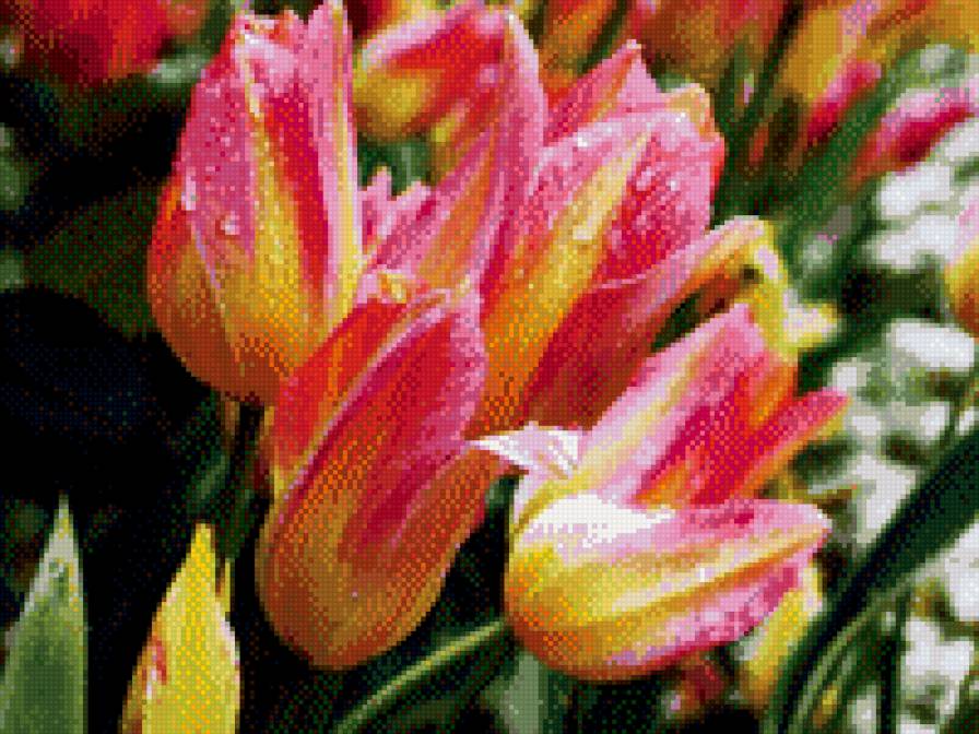 тюльпаны - цветы - предпросмотр