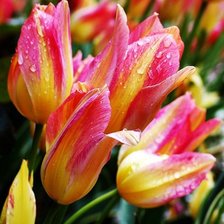 Схема вышивки «тюльпаны»