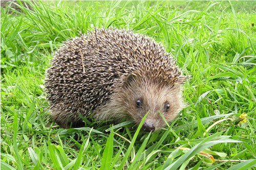 Ёжик )) - животные, ежик - оригинал
