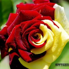 Схема вышивки «роза»