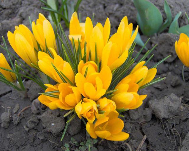 крокусы - цветы - оригинал