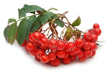 Гроздь рябины. - растения, ягоды, рябина, гроздь рябины - оригинал