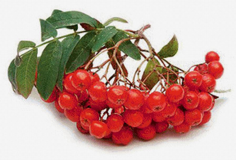 Гроздь рябины. - растения, рябина, ягоды, гроздь рябины - предпросмотр