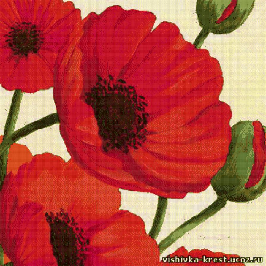 маки - маки, цветы - предпросмотр