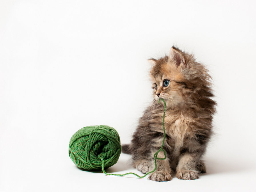 Котенок - кошка, кот, нитки, моточек - оригинал