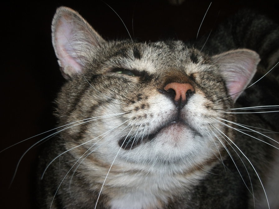 Коленька - кот, животные - оригинал