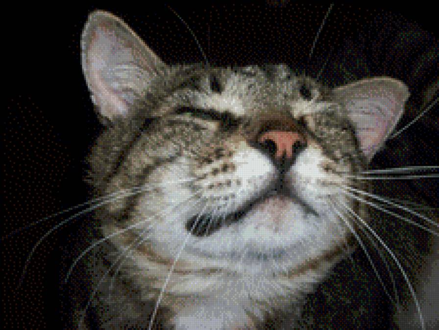 Коленька - животные, кот - предпросмотр