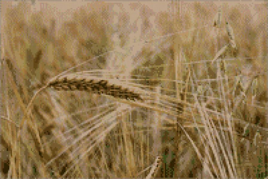 Пшеница - предпросмотр