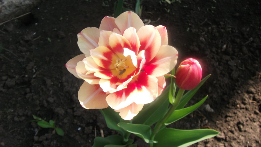 тюльпан - цветы - оригинал