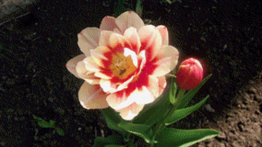 тюльпан - цветы - предпросмотр