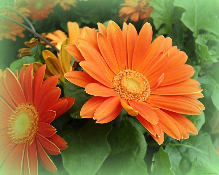 Герберы - герберы - оригинал