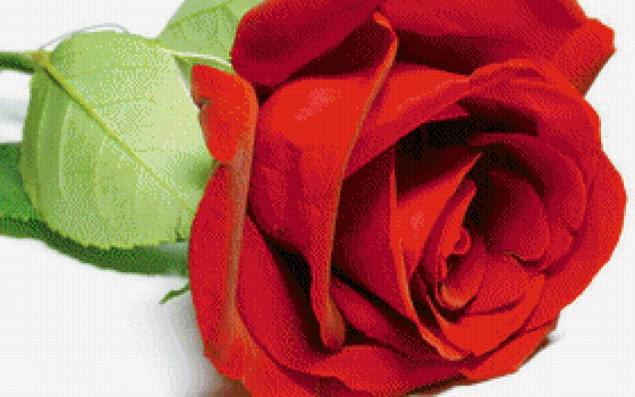 Красная роза - роза, цветы - предпросмотр