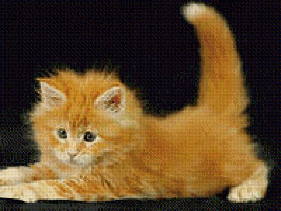 озорной рыжик - котенок - предпросмотр