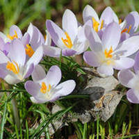 подснежники - подснежники, цветы, весна - оригинал