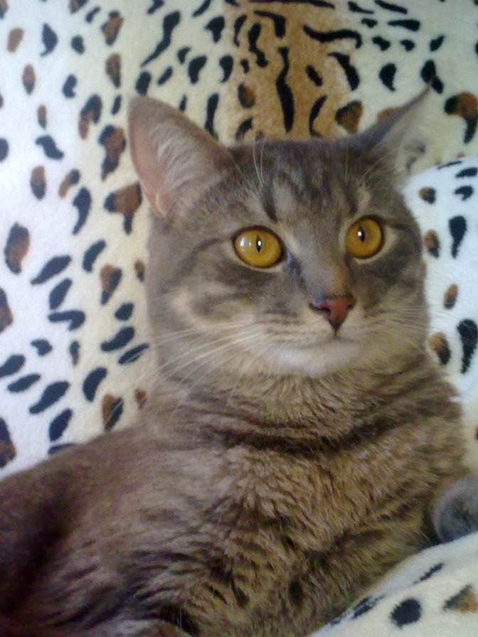 Кот Мурзилка - кот - оригинал