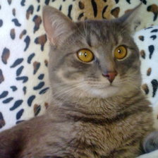 Схема вышивки «Кот Мурзилка»