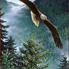 Оригинал схемы вышивки «полет орла» (№494443)