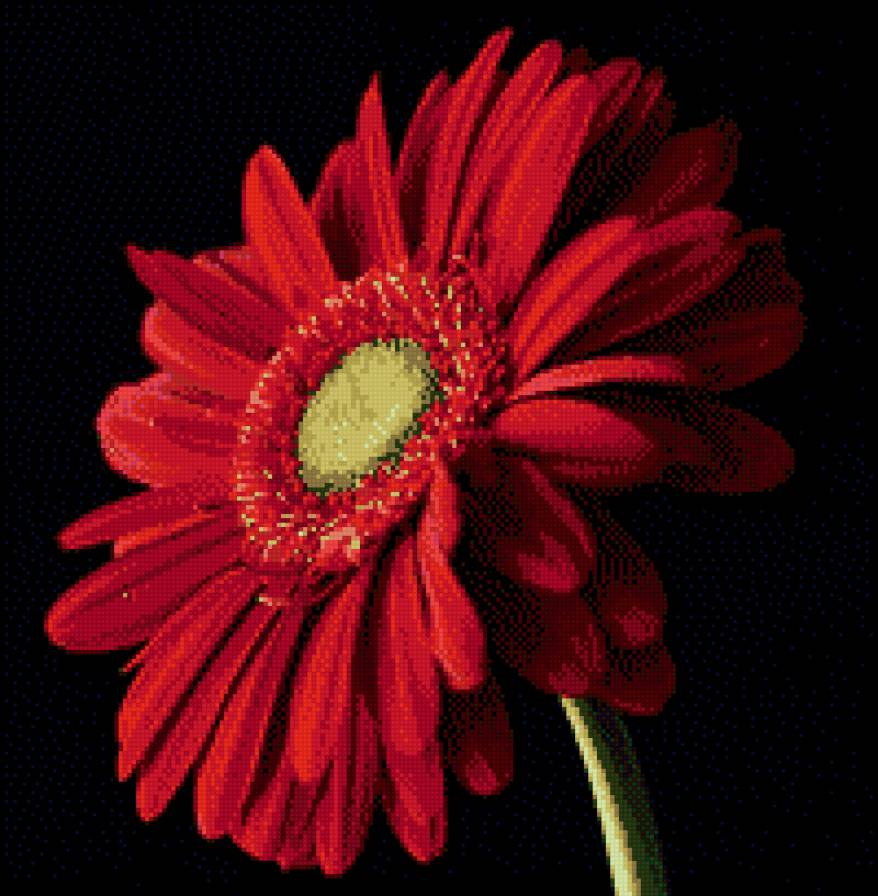 Гербера - гербера, цветок - предпросмотр