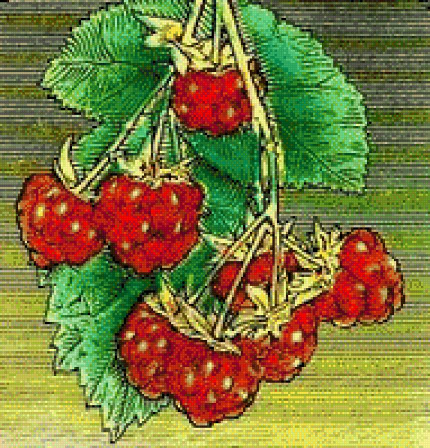 малинка - ягоды, малина - предпросмотр