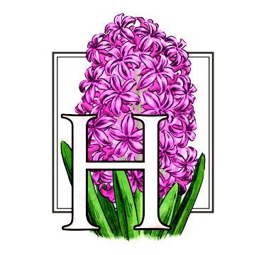 геоцинт - цветок, цветы - оригинал