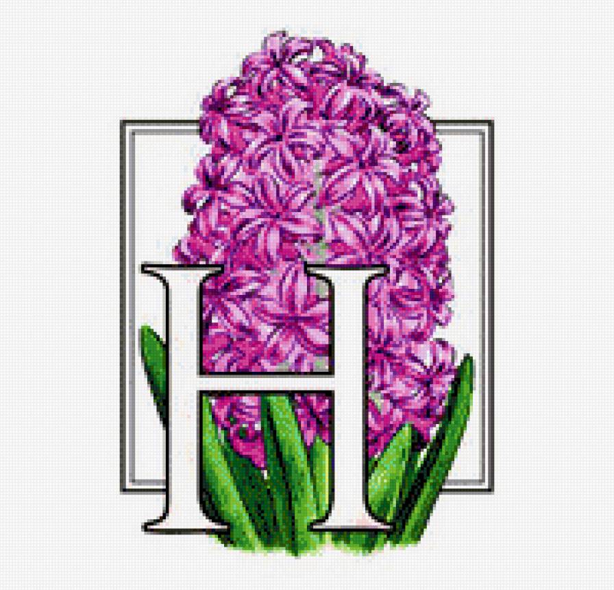 геоцинт - цветы, цветок - предпросмотр