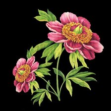 Оригинал схемы вышивки «розовые цветы» (№494664)
