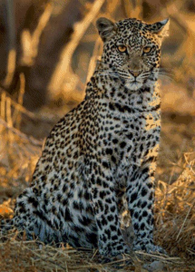 Леопард - животные, дикие кошки - предпросмотр