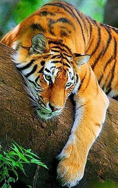 Тигр - дикие кошки, животные - оригинал