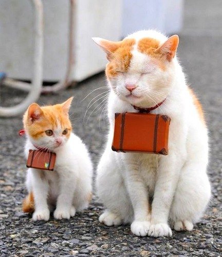 коты - животные - оригинал