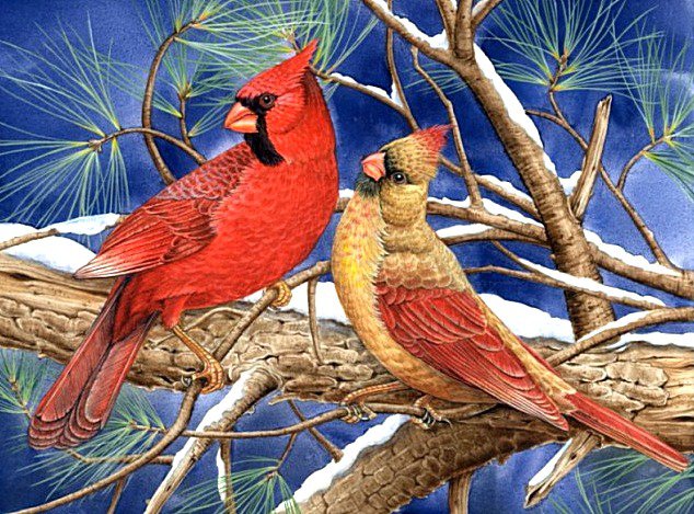 Зимние птички - кардиналы, птицы - оригинал