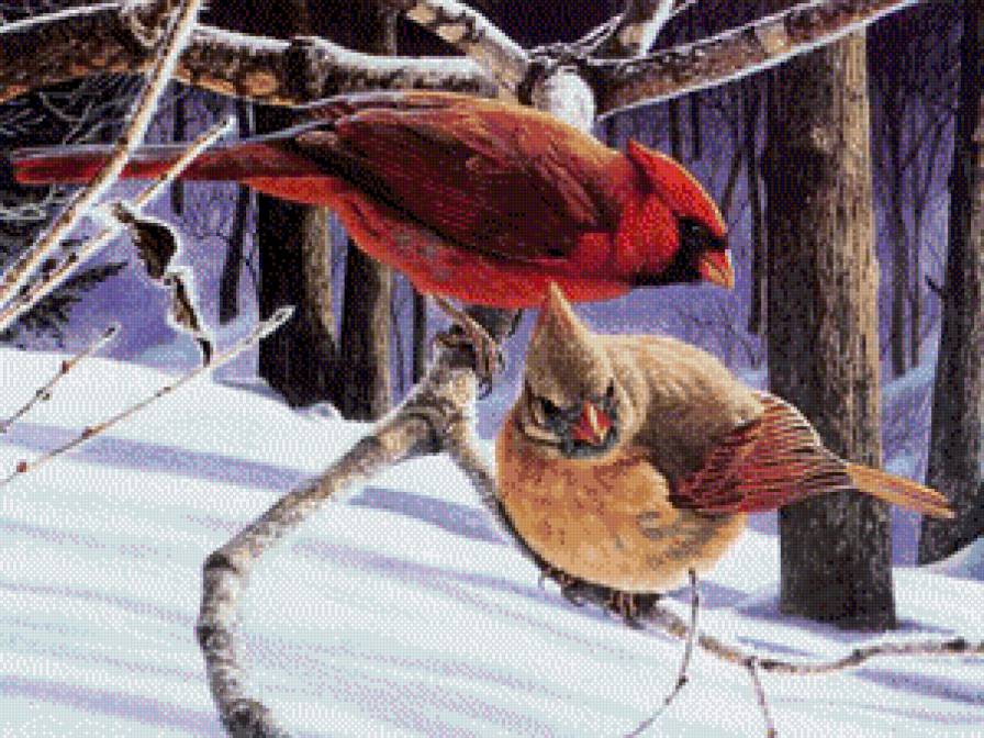 Серия "Птицы" - кардиналы, птицы, пейзаж, зима, лес - предпросмотр
