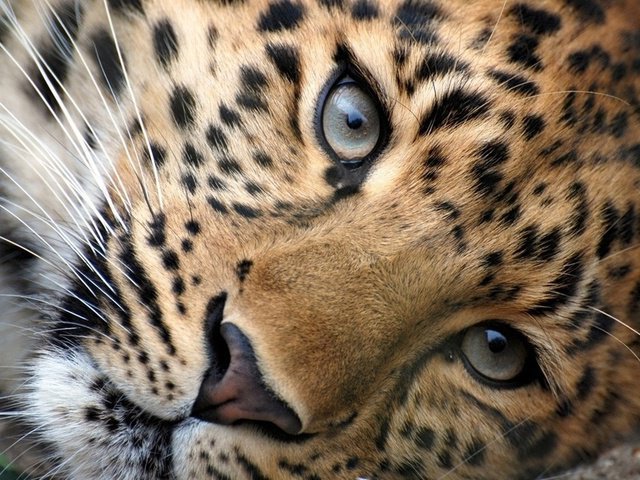 Леопардик - оригинал