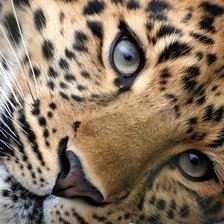 Схема вышивки «Леопардик»