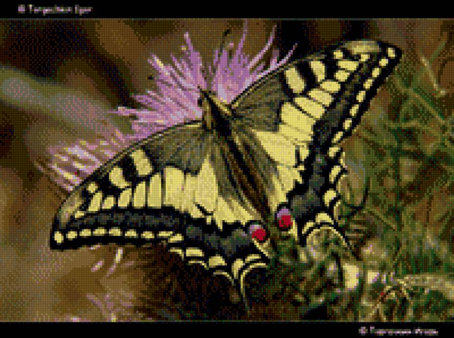 Бабочка махаон описание