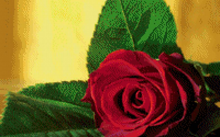 роза - цветы, роза - предпросмотр