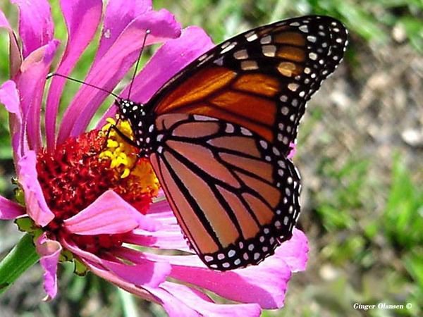 бабочка - цветы, бабочка - оригинал