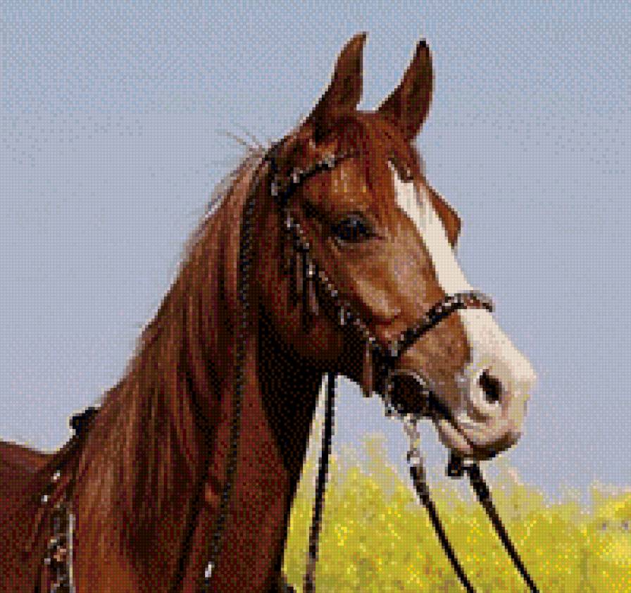 конь гамма - предпросмотр