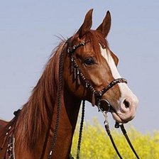 Схема вышивки «конь гамма»